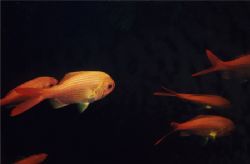 Golden Snapper (not goldfish) photographed in Northern Ar... by Quentin Long 